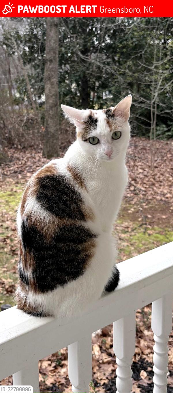 Lost Female Cat last seen Country Woods Lane/Woods End Lane, Greensboro, NC 27410