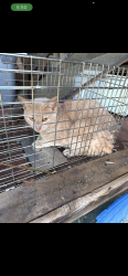 Found/Stray Unknown Cat last seen peace haven and country club , Winston-Salem, NC 27104