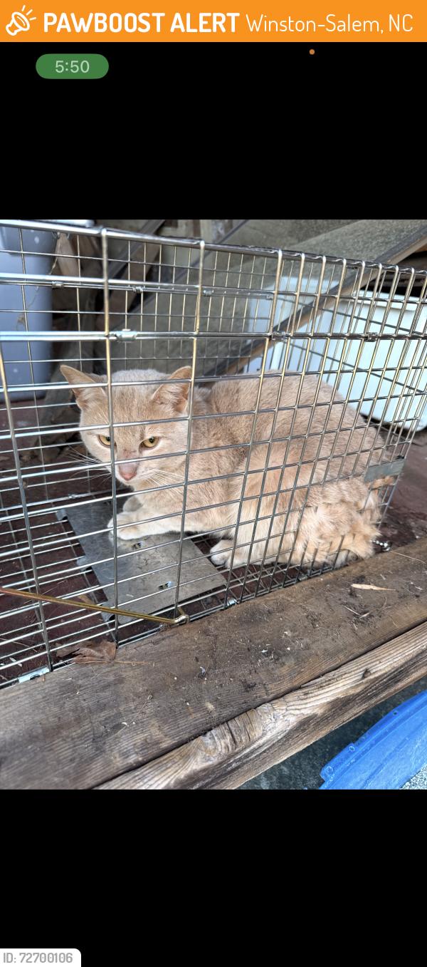 Found/Stray Unknown Cat last seen peace haven and country club , Winston-Salem, NC 27104