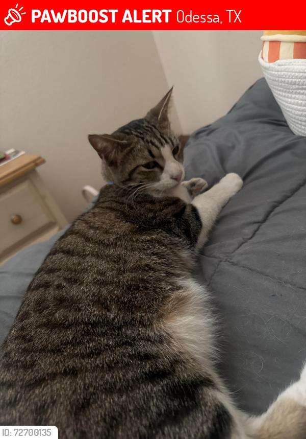 Lost Male Cat last seen Near Pica street, Odessa, TX 79765