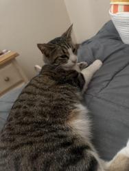 Lost Male Cat last seen Near Pica street, Odessa, TX 79765