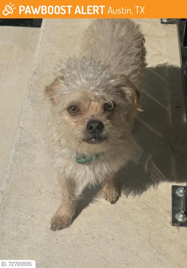 Found/Stray Female Dog last seen Near Marshall Middle School in Mueller, Austin, Austin, TX 78722