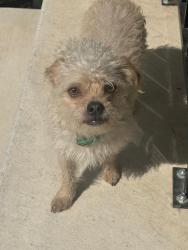 Found/Stray Female Dog last seen Near Marshall Middle School in Mueller, Austin, Austin, TX 78722