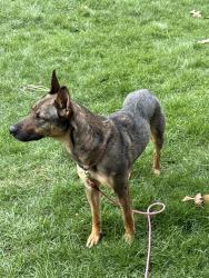 Found/Stray Female Dog last seen Morse Road , Columbus, OH 43219