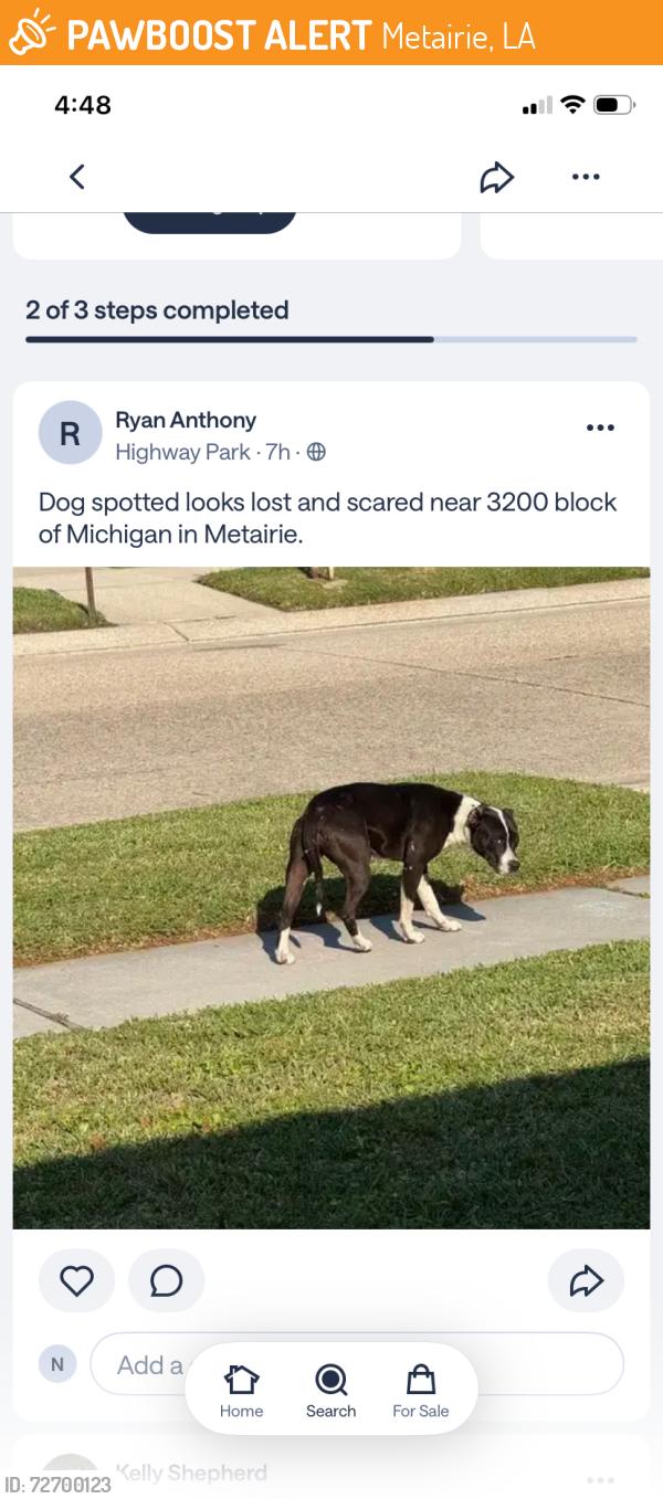 Found/Stray Unknown Dog last seen Bonnabel high school, Metairie, LA 70003