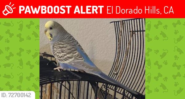 Lost Unknown Bird last seen serrano parkway, El Dorado Hills, CA 95762