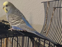 Lost Unknown Bird last seen serrano parkway, El Dorado Hills, CA 95762