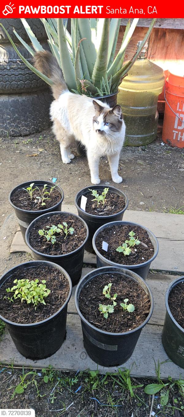 Lost Male Cat last seen newhope and 1st street , Santa Ana, CA 92704