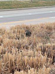 Found/Stray Unknown Cat last seen 23rd and Syracuse in the middle of the grassy patch in the walkway. , Denver, CO 80238