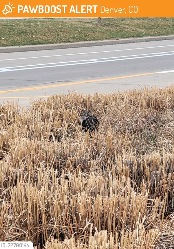 Found/Stray Unknown Cat last seen 23rd and Syracuse in the middle of the grassy patch in the walkway. , Denver, CO 80238