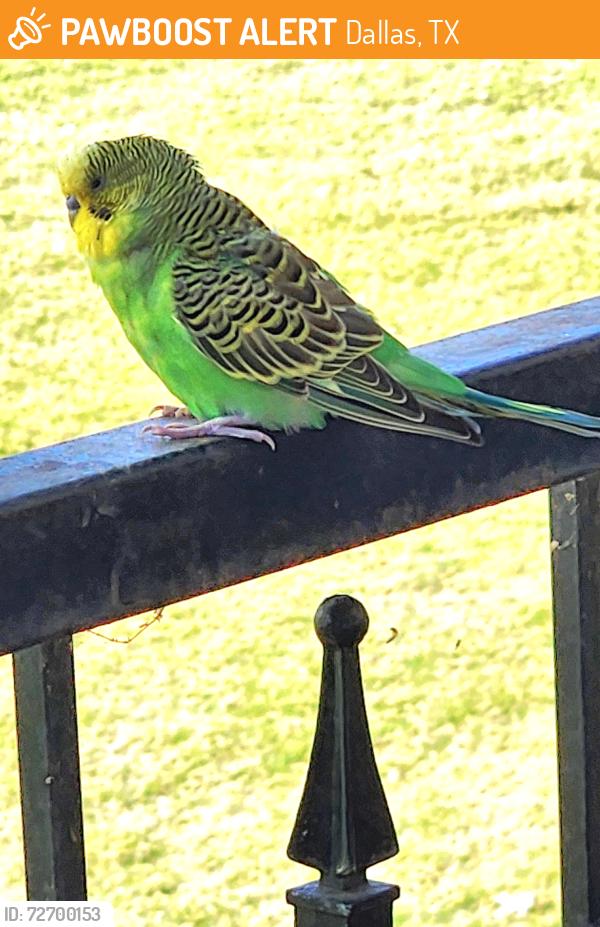 Found/Stray Unknown Bird last seen Hillcrest and Alpha Roads, Dallas, TX 75240