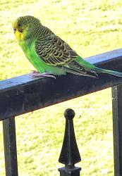 Found/Stray Unknown Bird last seen Hillcrest and Alpha Roads, Dallas, TX 75240