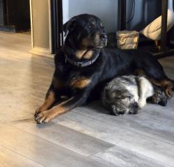 Lost Female Dog last seen Garnett, San Antonio, TX 78221