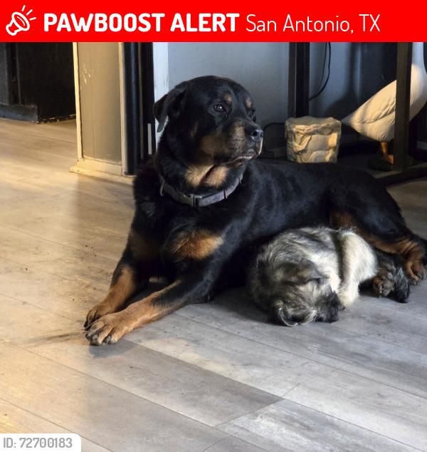 Lost Female Dog last seen Garnett, San Antonio, TX 78221