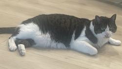 Lost Female Cat last seen Sweetbay Tree Drive Lake Glad Road, Wendell, NC 27591