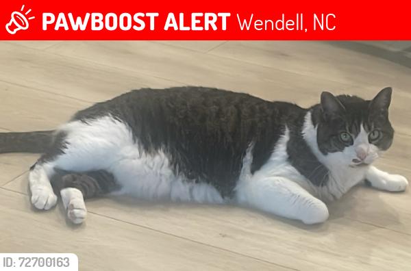 Lost Female Cat last seen Sweetbay Tree Drive Lake Glad Road, Wendell, NC 27591