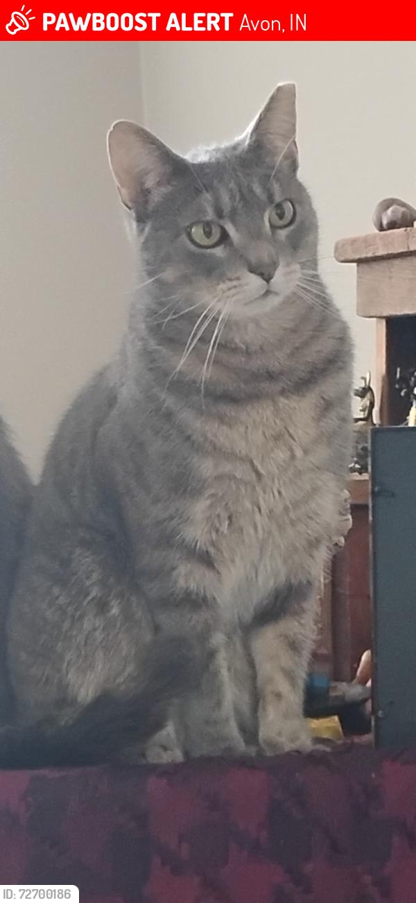 Lost Female Cat last seen Royal troon and bramhall court, Avon, IN 46123