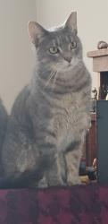 Lost Female Cat last seen Royal troon and bramhall court, Avon, IN 46123