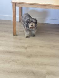 Lost Female Dog last seen Rialto Ave and Rancho Ave, San Bernardino, CA 92410