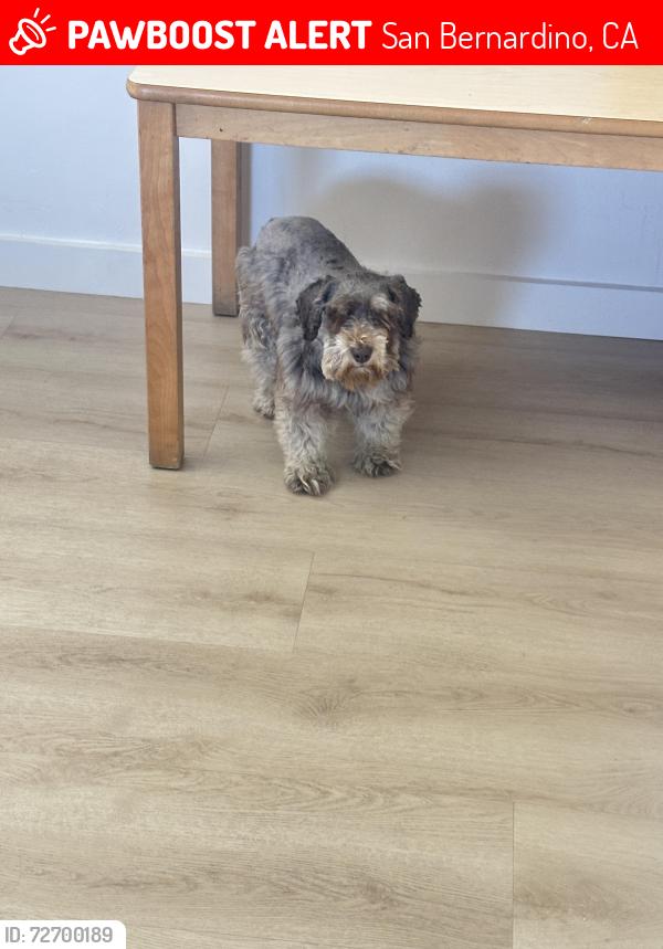 Lost Female Dog last seen Rialto Ave and Rancho Ave, San Bernardino, CA 92410