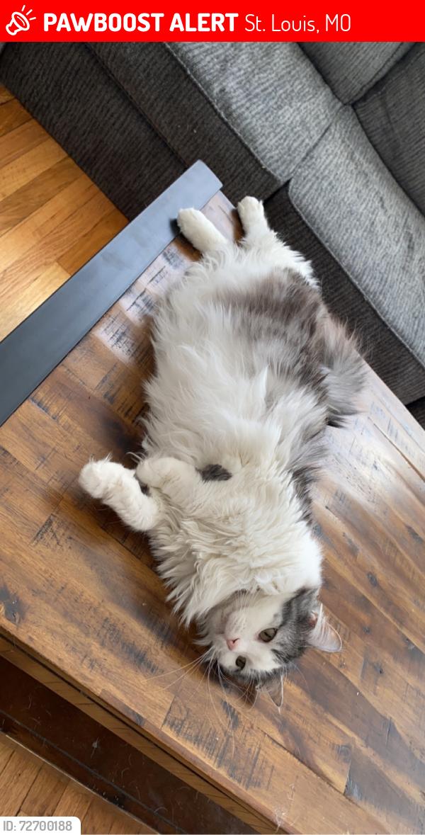 Lost Female Cat last seen Rivas barracks st/ 55, St. Louis, MO 63125