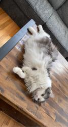 Lost Female Cat last seen Rivas barracks st/ 55, St. Louis, MO 63125