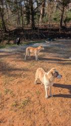 Found/Stray Unknown Dog last seen Near Robbins Rd, Winston-Salem, NC 27107, Winston-Salem, NC 27107