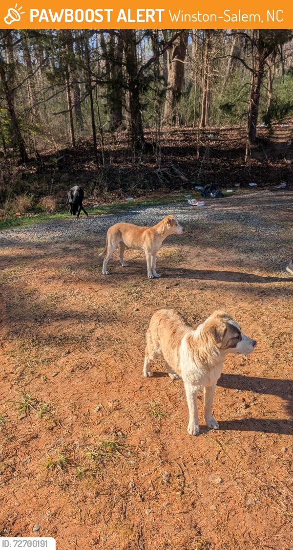 Found/Stray Unknown Dog last seen Near Robbins Rd, Winston-Salem, NC 27107, Winston-Salem, NC 27107