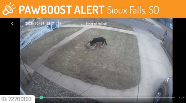 Found/Stray Unknown Dog last seen 11th and Hawthorne Ave, Sioux Falls, SD 57104