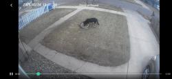 Found/Stray Unknown Dog last seen 11th and Hawthorne Ave, Sioux Falls, SD 57104
