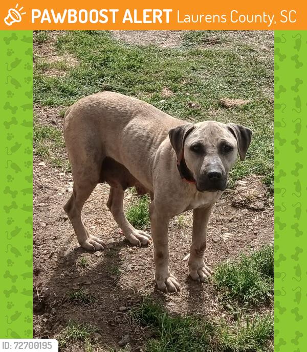 Found/Stray Female Dog last seen Laurens County hosp, Laurens County, SC 29360
