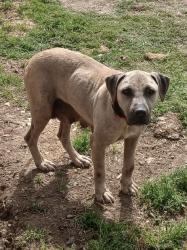 Found/Stray Female Dog last seen Laurens County hosp, Laurens County, SC 29360
