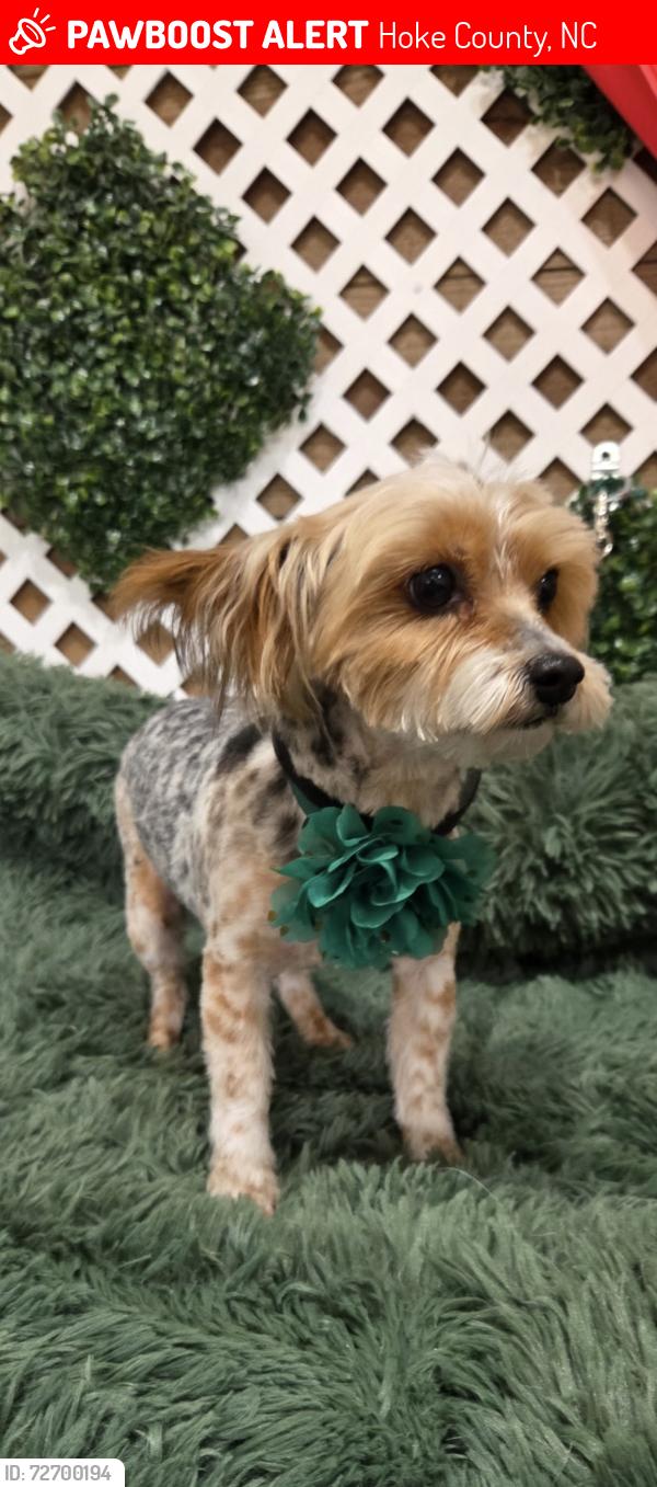Lost Female Dog last seen Philippi Church Rd, Hoke County, NC 28376