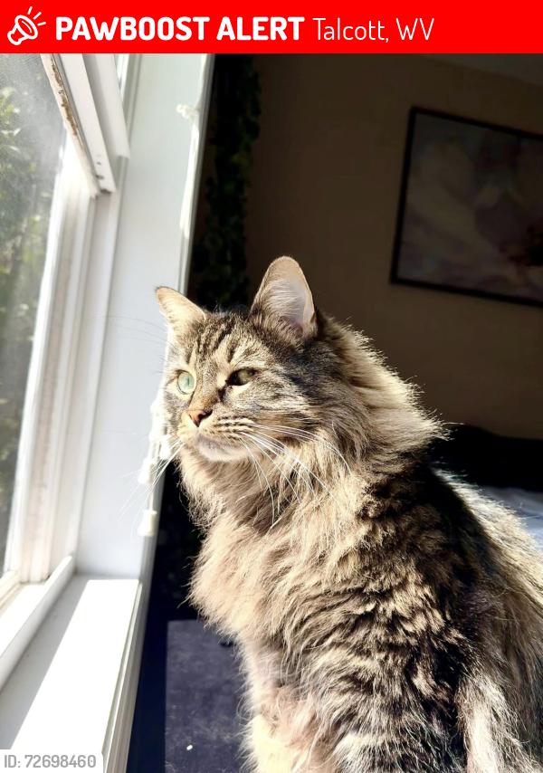 Lost Female Cat last seen Past John Henry turns in talcott wv , Talcott, WV 24981
