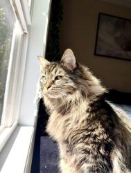 Lost Female Cat last seen Past John Henry turns in talcott wv , Talcott, WV 24981