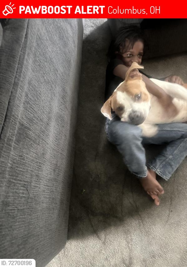 Lost Male Dog last seen Morse rd, Columbus, OH 43219