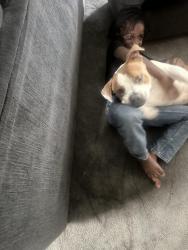 Lost Male Dog last seen Morse rd, Columbus, OH 43219
