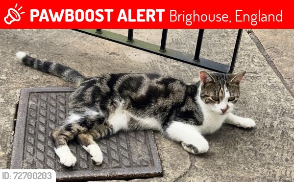 Lost Male Cat last seen Clifton Common, Brighouse, England 