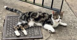 Lost Male Cat last seen Clifton Common , Brighouse, England 