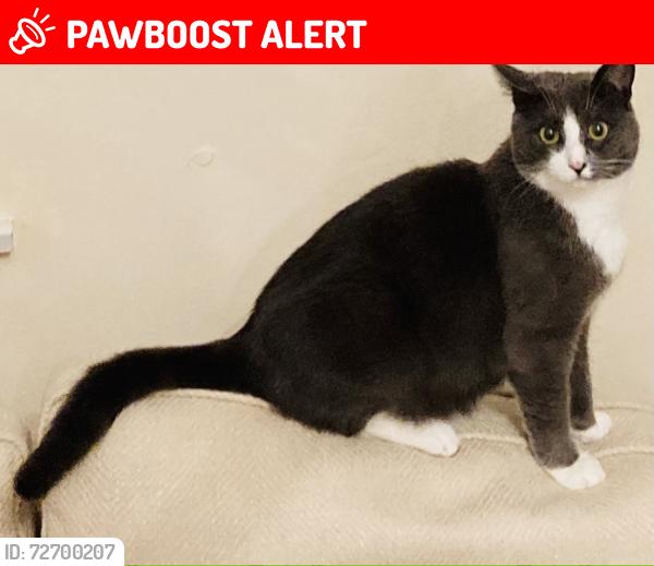 Lost Female Cat last seen Thorpe Lea Gardens, Peterborough, Peterborough, England 