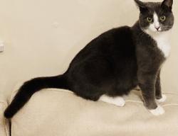 Lost Female Cat last seen Thorpe Lea Gardens, Peterborough, Peterborough, England 