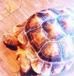 Lost Female Reptile last seen Madera st and San pascual , Lemon Grove, CA 91945