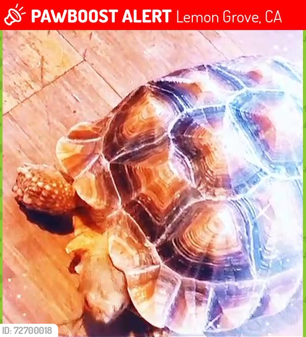 Lost Female Reptile last seen Madera st and San pascual , Lemon Grove, CA 91945