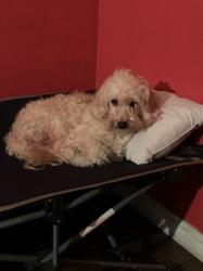 Lost Male Dog last seen Evergreen produce, San Pablo, CA 94804