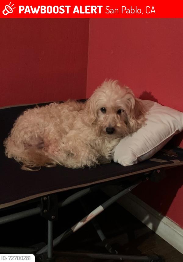 Lost Male Dog last seen Evergreen produce, San Pablo, CA 94804
