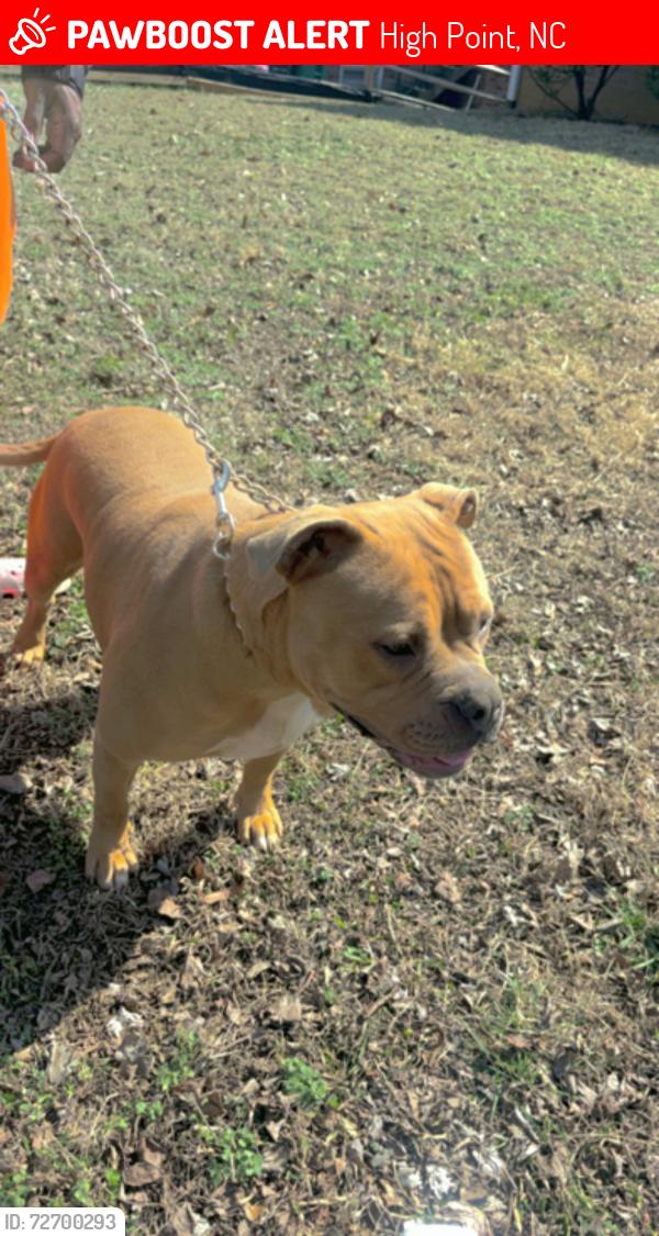 Lost Female Dog last seen Chatham dr, High Point, NC 27265