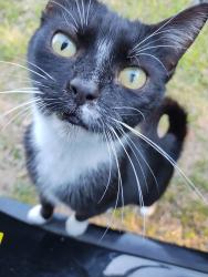 Found/Stray Female Cat last seen Pretty Pond Road, Zephyrhills, FL 33542