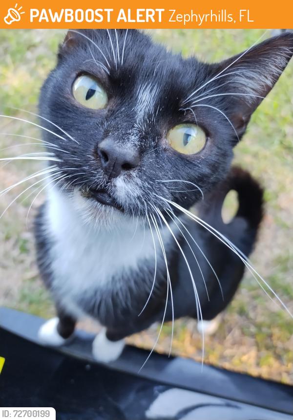 Found/Stray Female Cat last seen Pretty Pond Road, Zephyrhills, FL 33542