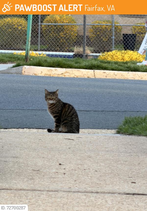 Found/Stray Unknown Cat last seen Main st & Lyndhurst Dr , Fairfax, VA 22031