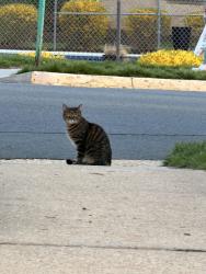 Found/Stray Unknown Cat last seen Main st & Lyndhurst Dr , Fairfax, VA 22031